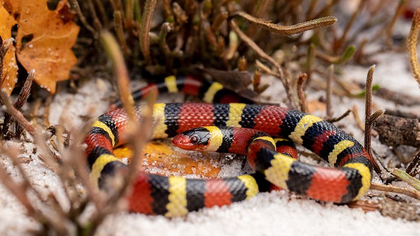 Scarlet king snake