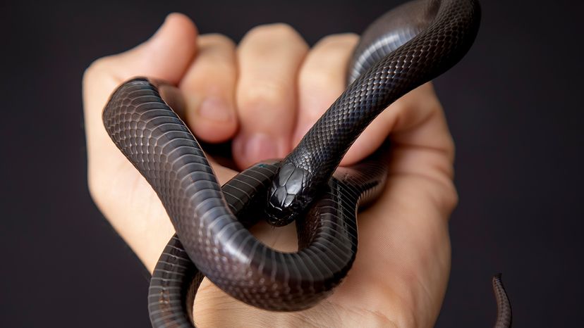 Mexican black king snake