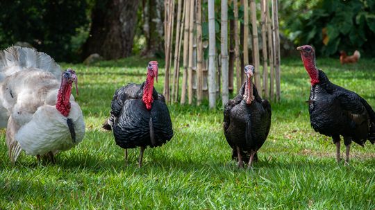 What Is a Group of Turkeys Called? Not a Flock or Anything Else You'd Expect