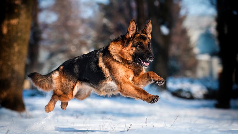German Shepherd
