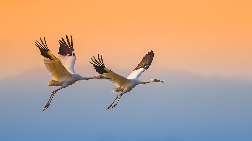 Siberian cranes