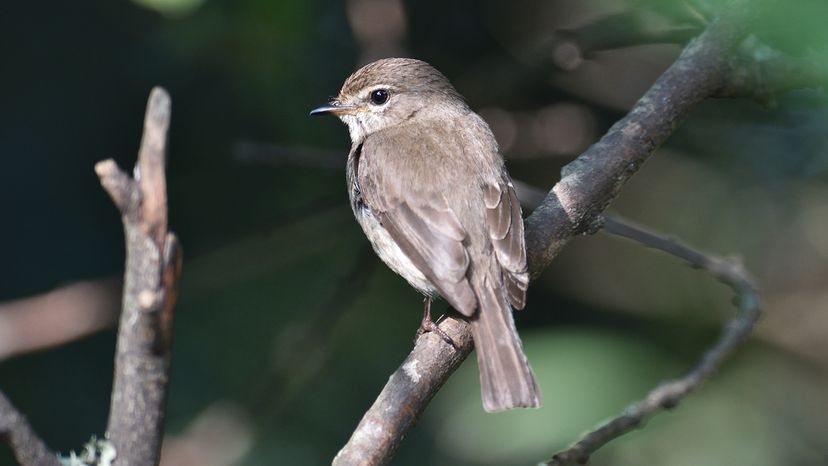 Dusky flycatcher