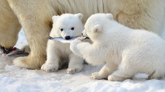 What Is a Group of Polar Bears Called? Sounds Sneaky