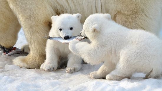 What Is a Group of Polar Bears Called? Sounds Sneaky