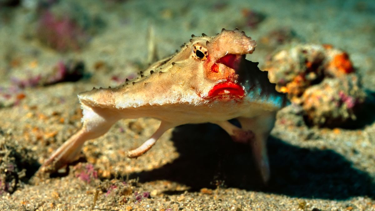 10-weirdest-fish-in-the-world-batfish-hairy-frogfish-and-more