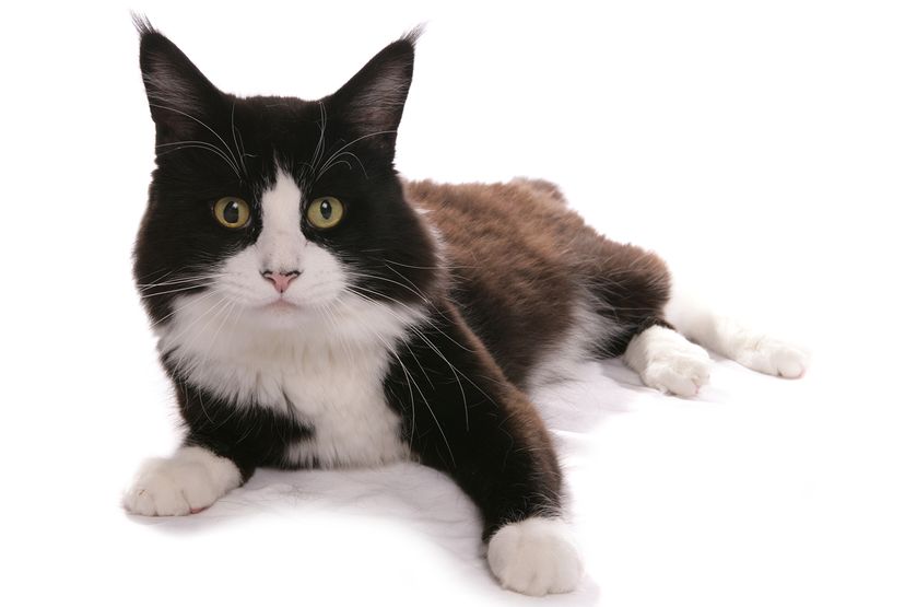 cat