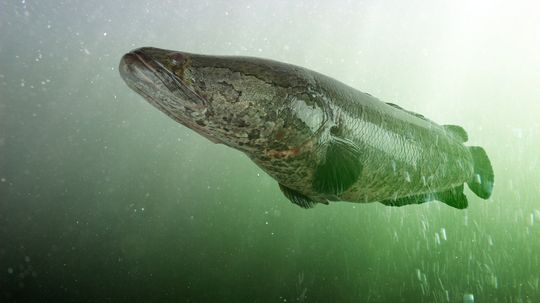 The Snakehead Is a Snake Fish out of Water