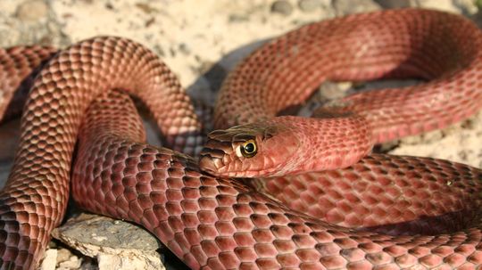 The Coachwhip Snake Is Nonvenomous but Not a Good Pet