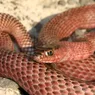 The Coachwhip Snake Is Nonvenomous but Not a Good Pet