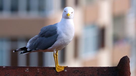 What Is a Group of Seagulls Called? Not a Parliament or Murder