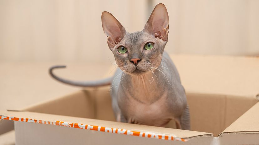 Don Sphynx