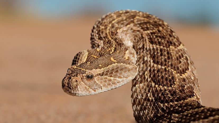 Puff adder