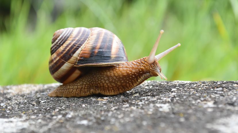 Snail