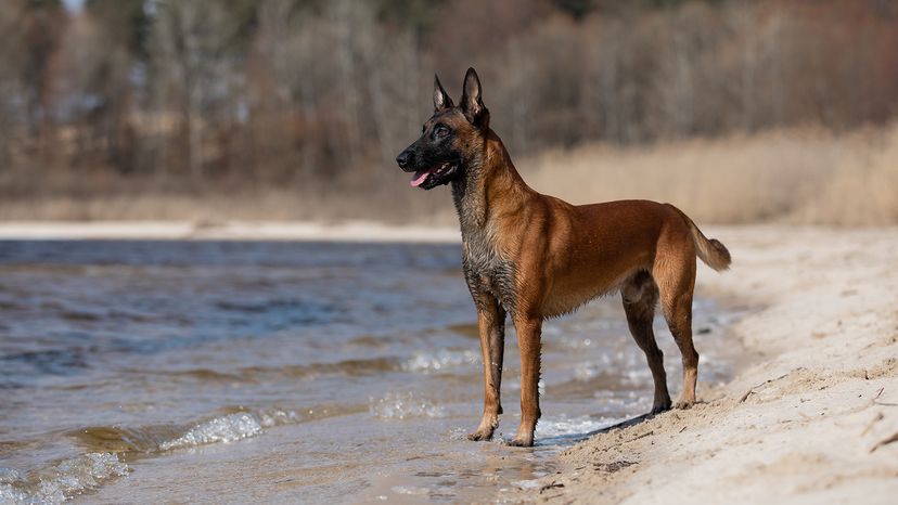 Belgian Shepherd