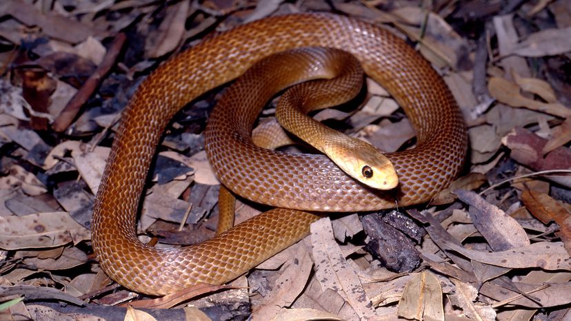 Coastal taipan