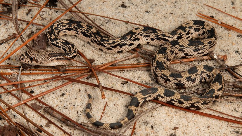 Northern pine snake