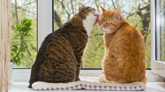 Why Do Cats Lick Each Other? Are They Really That Dirty?
