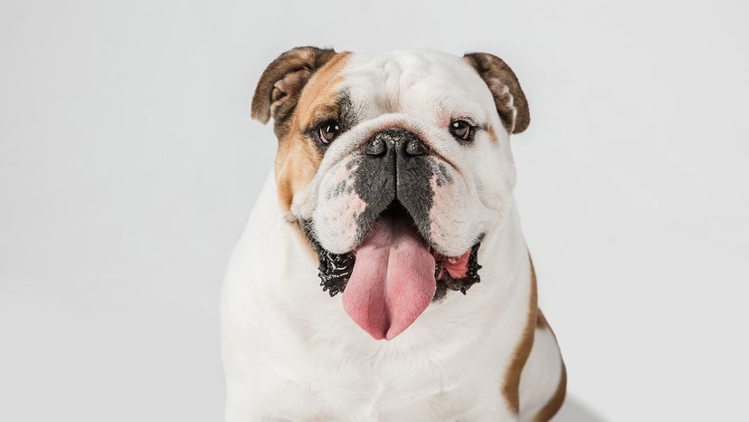 English Bulldog