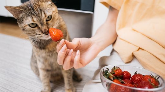 Can Cats Eat Strawberries as a Healthy Treat?