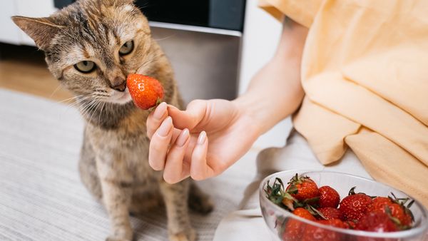 Can Cats Eat Strawberries as a Healthy Treat?