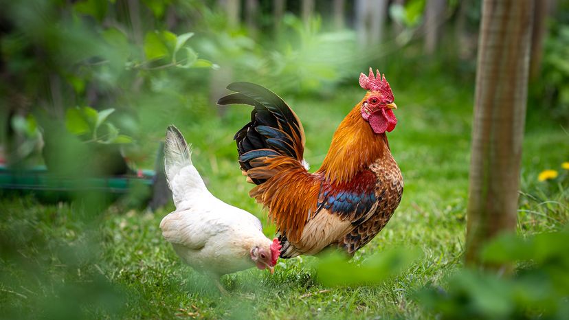 Serama chicken