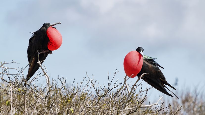 Frigatebirds