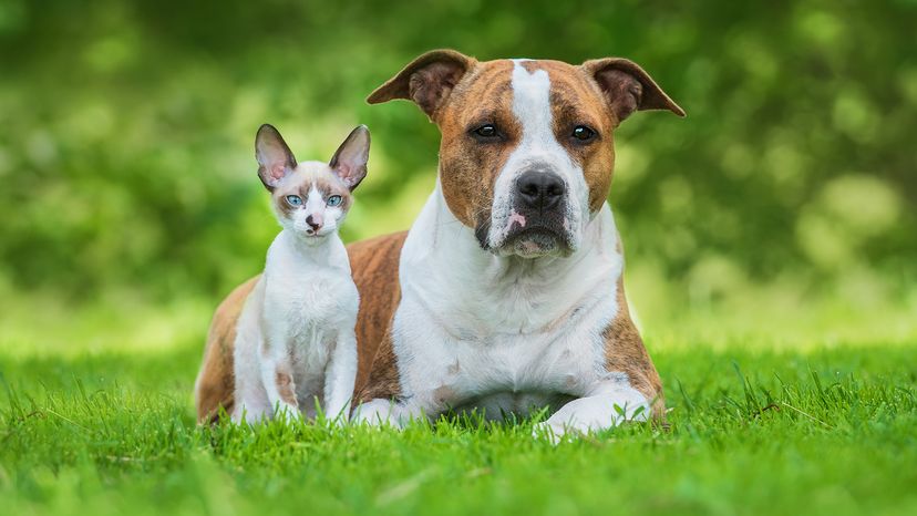 cat and dog