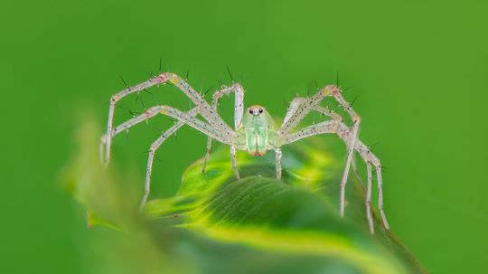 10 Colorful Spiders: Natural Works of Art or Pests? You Decide