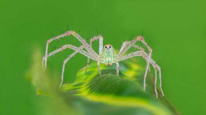 Green Lynx Spider