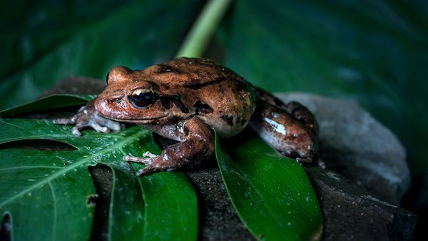 The Mountain Chicken Is Actually an Endangered Frog