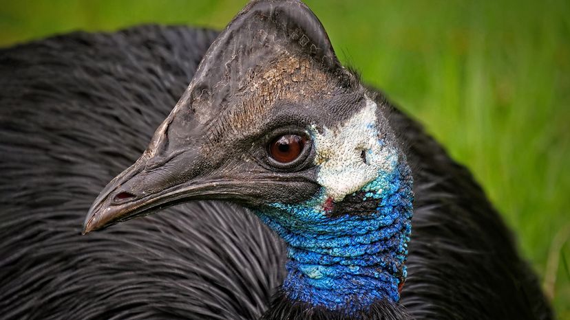 Dwarf cassowary