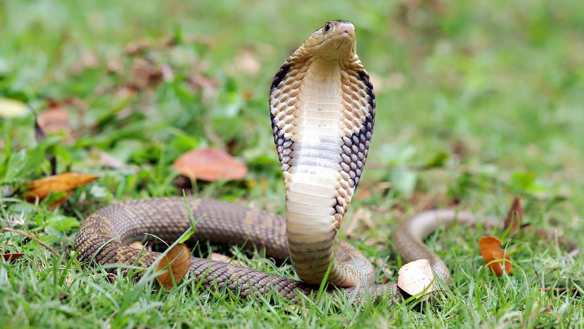 King cobra