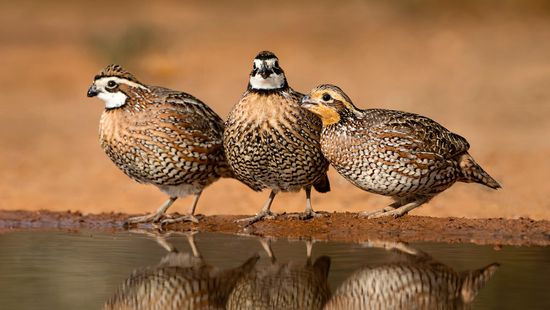 What Is a Group of Quail Called? Why You Should Give a Flock