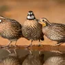 What Is a Group of Quail Called? Why You Should Give a Flock
