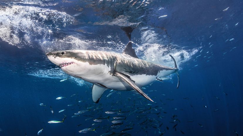 Great white shark