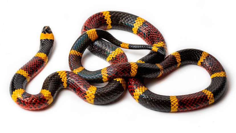 Texas coral snake