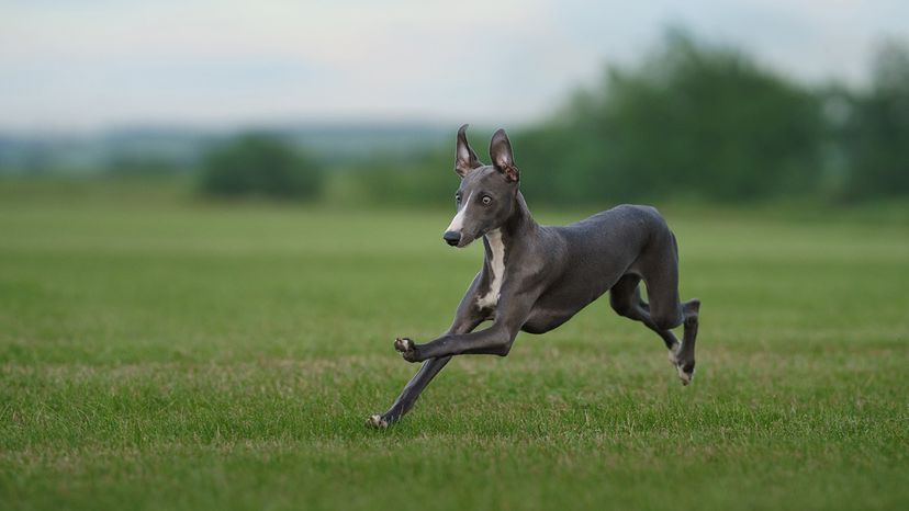 Greyhound