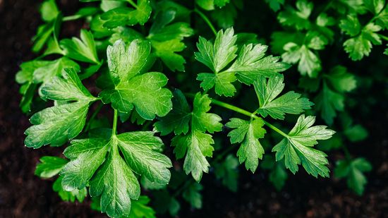 Parsley vs. Cilantro: Same Family, Totally Different Flavor Profile