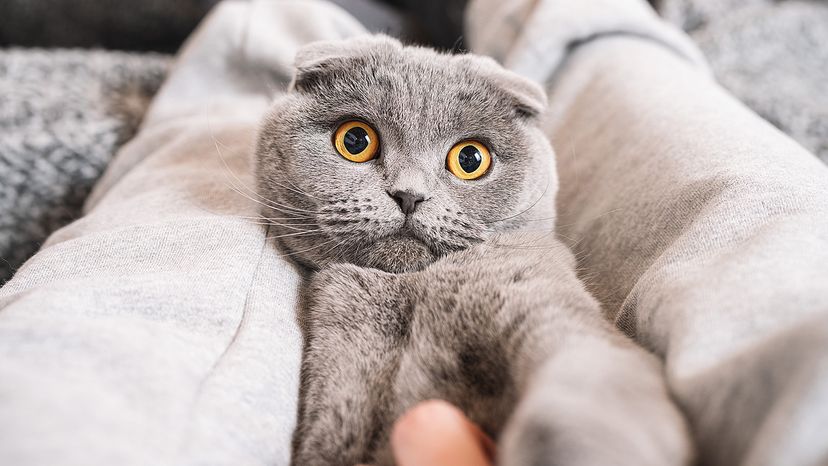 Cat lying in its owner's lap