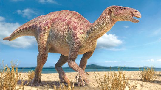 Iguanodon Skeletons Are the Most Complete of Any Dinosaur