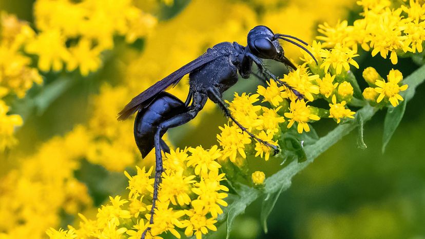 Great black wasp