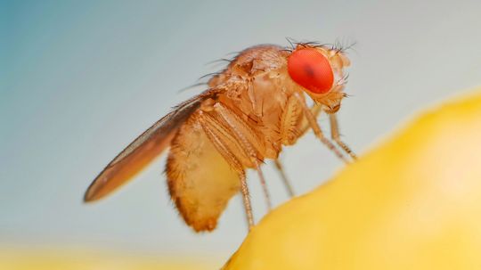 Fruit Flies vs. Gnats: What's Buzzing in Your Air Space?