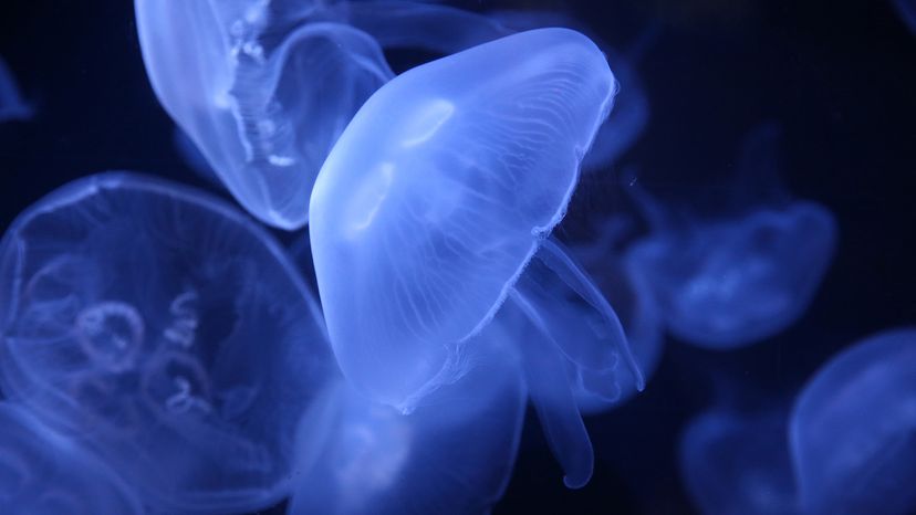 Moon jellyfish
