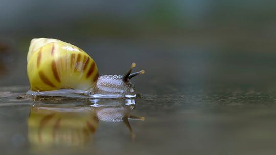 Freshwater Snails: Helpful Carriers of Harmful Parasites