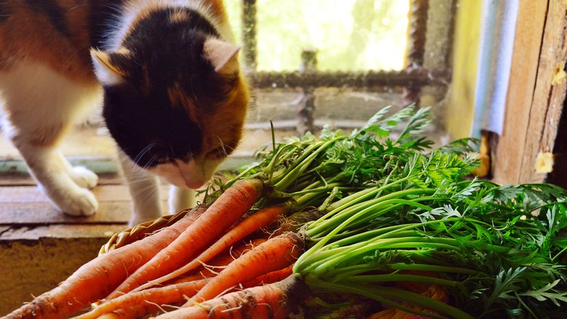 cat sniffing carrots