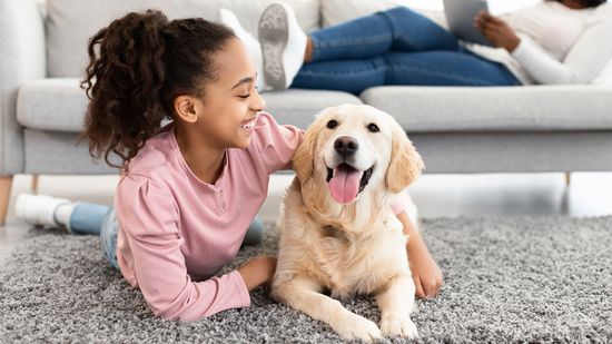 English Lab vs. American Lab: Regional Variations in a Single Breed