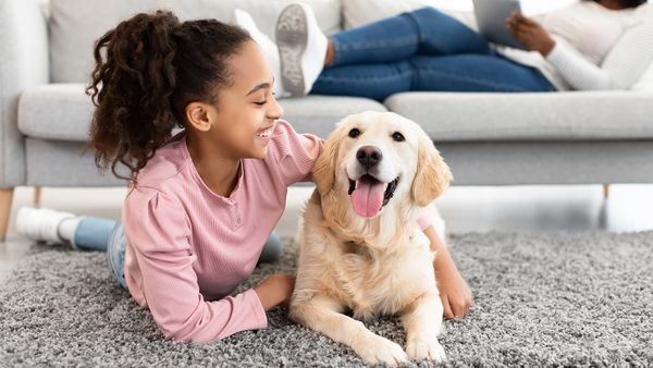 English Lab vs. American Lab: Regional Variations in a Single Breed