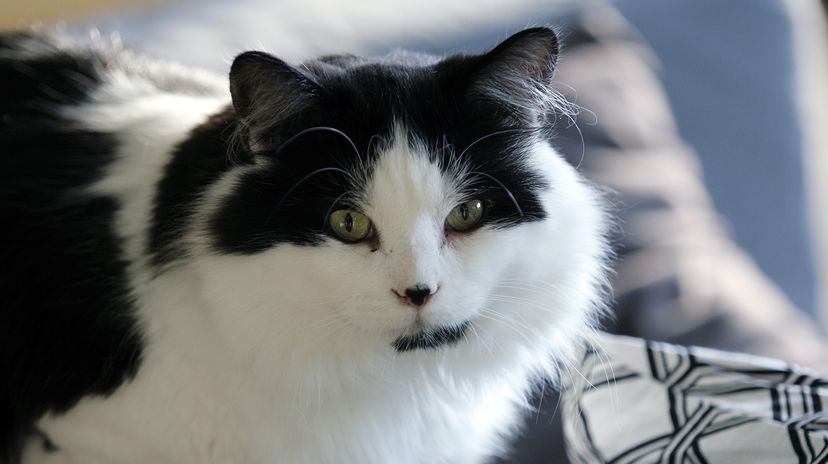 cat