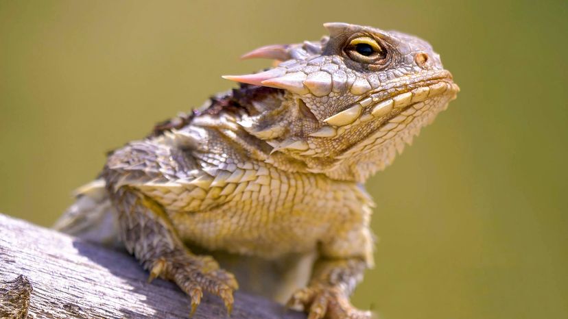 Horned lizard