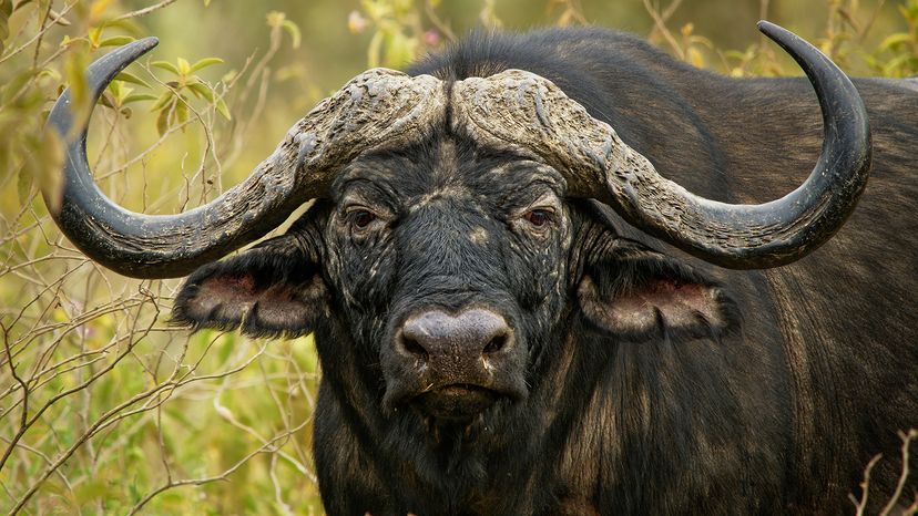 Cape buffalo